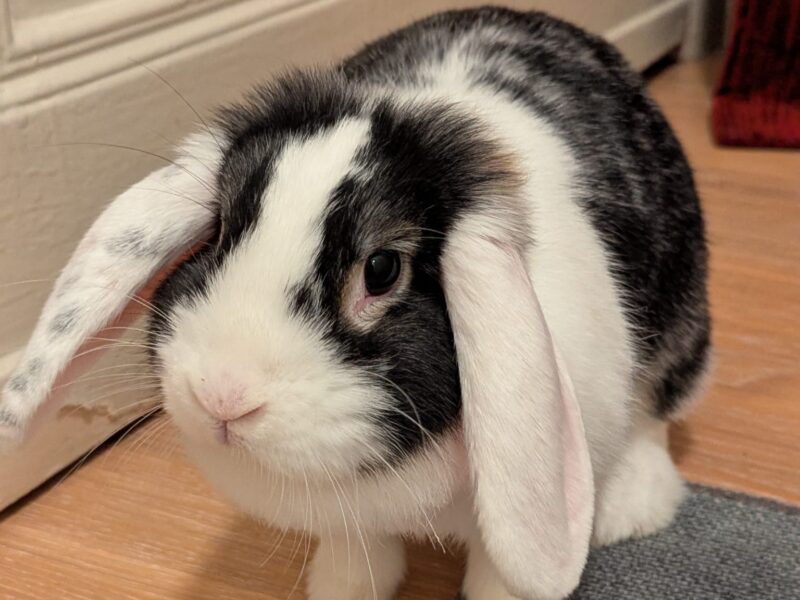 Gretchen möchte nicht ins Tierheim