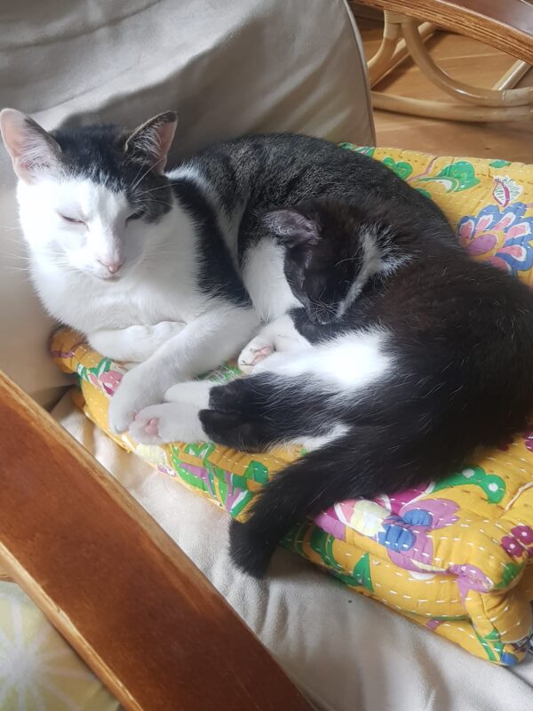 Momo und Toph wollen nicht ins Tierheim