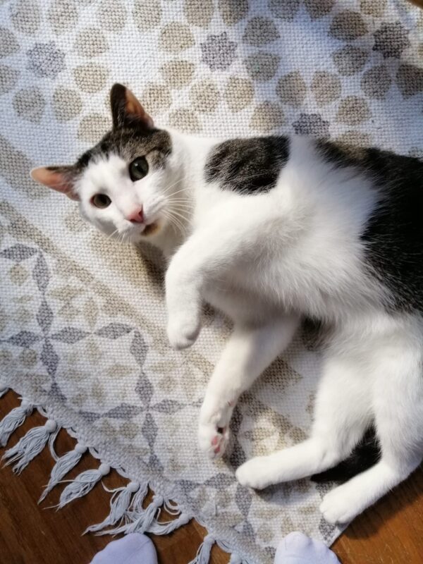 Momo und Toph wollen nicht ins Tierheim