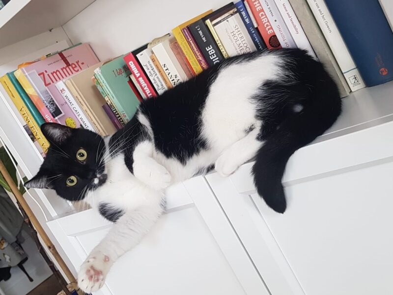 Momo und Toph wollen nicht ins Tierheim